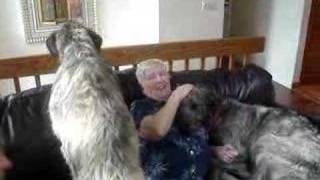 Irish Wolfhound Pups  Visit from Grandma [upl. by Anilegna]