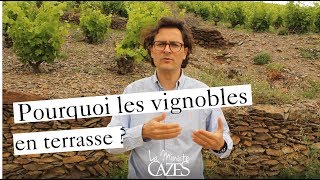 Pourquoi les vignobles en terrasse   La minute Cazes 37 [upl. by Onaireves791]