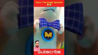 MOCO The great gambler 😂🤣 moco dog funny short video  cartoon shortvideo ☺️🤨😇 [upl. by Lukas]