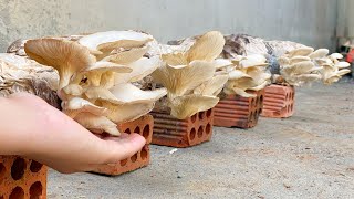 How to grow mushrooms in plastic bags to have mushrooms to eat all year round [upl. by Gothard1]