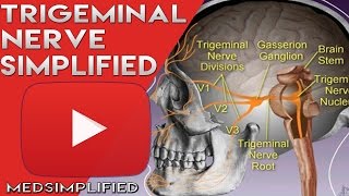 Trigeminal Nerve Anatomy  Cranial Nerve 5 Course and Distribution [upl. by Valida]