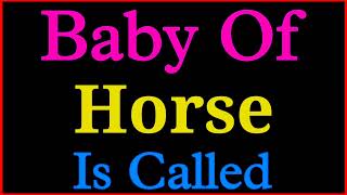 Baby of Horse is called  Horse ka baby  Horse ke child ko kya kahate hain [upl. by Kazim672]