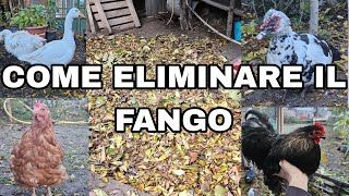 come ELIMINARE il FANGO nel POLLAIO [upl. by Ellednahs]