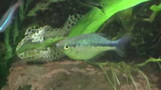 Turquoise Rainbow Fish Flashing [upl. by Azyl]