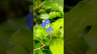 Commelina benghalensisviews youtubeshorts trending blue shortsfeed shortsytshorts viralvideo [upl. by Llij650]