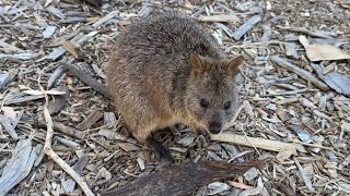 Rottnest Island WA Fly in Adventure [upl. by Nytsirt]