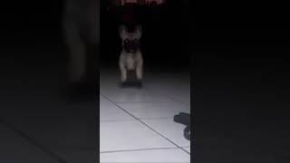 Cuidado con el perro [upl. by Ybrik]