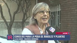 Consejos para la poda de árboles y plantas [upl. by Anica]