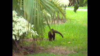 Coatimundi at NOW Sapphire Resort Cancun Mexico [upl. by Arorua]