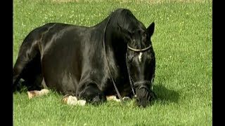 Kostolany  Famous trakehner stallion Totilas Blue Hors Matine [upl. by Elinet]