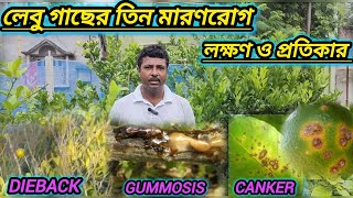 লেবু গাছের তিন মারণরোগ dieback gummosis canker এর লক্ষণ ও প্রতিকার। citrus plant disease [upl. by Hsemar]