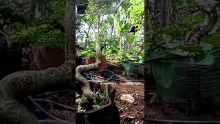 review perkembangan bonsai sancang [upl. by Nnaeirb]