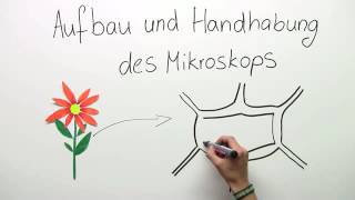 MIKROSKOP  AUFBAU UND HANDHABUNG  Biologie  Biologie der Zellen [upl. by Ramar340]