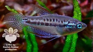 水槽内で野生化したピグミーグラミー Trichopsis pumila Pygmy gourami Sparkling gourami [upl. by Tice237]