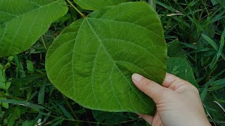 😴 ASMR Scratching Leaf Sound Low Quality No TalkingBackground NoiseAsmr Dry Leaf naturewalking [upl. by Hercule]