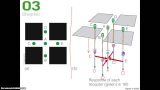 lateral inhibition 2 [upl. by Minica]