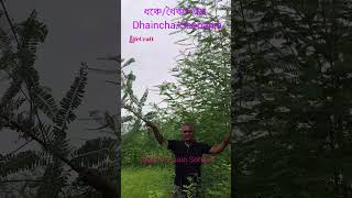 ধঞ্চেধৈঞ্চা গাছDhainchaSesbania plant botany ধৈঞ্চা Sesbania plantmedicine lifecraftiqbal [upl. by Ylloh]