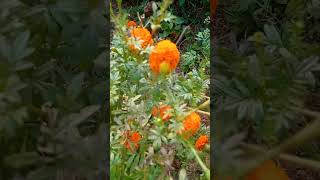 Marigold Flowers garden  Banthi poola thota [upl. by Mccreery]