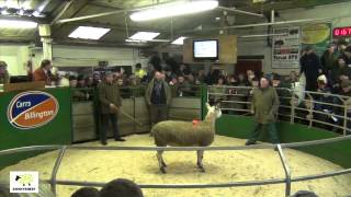 Blue Faced Leicester Females at Hawes Jan 2013 [upl. by Kostival]