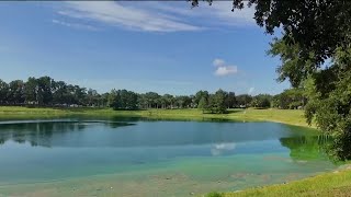 Why do dead animals keep showing up in this Florida neighborhood [upl. by Goldfinch188]