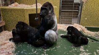 Flachlandgorilla Thomas amp Family 🦍 tiergartennuernberg 122023 gorilla ape [upl. by Ettevahs]