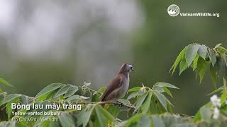 Bông lau màu trắng  Yellow vented bulbul [upl. by Mahon171]