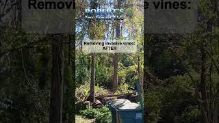 Invasive Vine Removal vineremoval treecare treeservice treeexperts [upl. by Atinit]