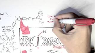 Pharmacology  Local Anaesthetic [upl. by Daggett]