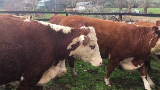 Simmental Heifers with Angus Calves at Foot 35x35  Molyullah Vic [upl. by Sirah]