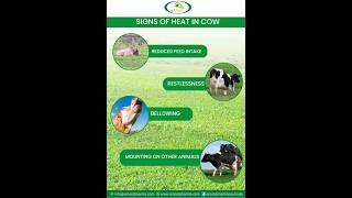 ESTRUS CYCLE IN COWS cowhealth cows cattlefarm farming farmers estrus [upl. by Nedah]