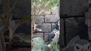 ruak ruak shortvideo kicaumania kepodang birdaviary burung birds ruak2 [upl. by Weinhardt]