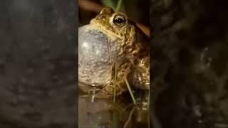 Have you heard of Natterjack Toads Herpetology Amphibians Toads [upl. by Gentille]