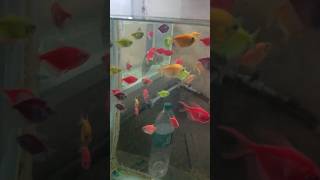 widow fish shortsaquariumpets vlog [upl. by Warden]