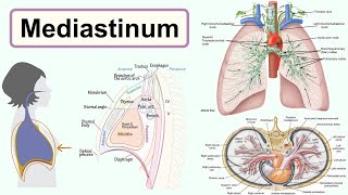 mediastinum [upl. by Lenka439]