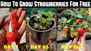 How To Grow Strawberries From Seed  SEED TO HARVEST [upl. by Aniv936]