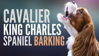 Cavalier King Charles Spaniel Barking This Is How The Cavalier King Charles Spaniel Bark [upl. by Yolanda]