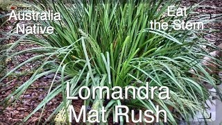 Lomandra Mat Rush  Grow anywhere  Edible [upl. by Neltiak]