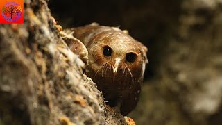 Oilbird  Animal of the Week [upl. by Burkhart]