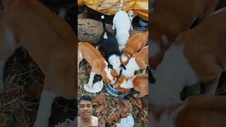 Rescue mission part 7  Feeding street dogs brings peace to the heart shorts fypシ゚viral animals [upl. by Reifinnej]