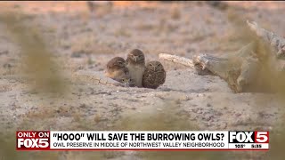 Future of burrowing owl preserve in Northwest Valley neighborhood unclear [upl. by Hsot60]