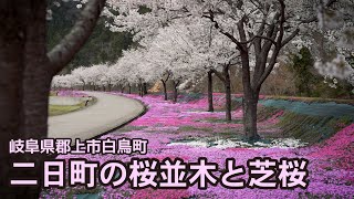 【岐阜県郡上市】二日町の桜並木と芝桜（郡上市白鳥町） [upl. by Doug996]