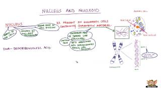 Nucleus and Nucleoid [upl. by Airlee262]