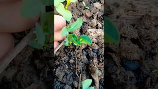 How to grow pea 🫛 🫛 🫛 🫛 seeds in grow baggardening garden plants grow plants viralvideo [upl. by Ohploda327]