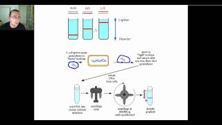 Semiconservative DNA Replication [upl. by Naara744]