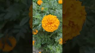 Marigold marigold plants plantcare flowers oldsongs status garden gardening 80sfarming yt [upl. by Siward546]