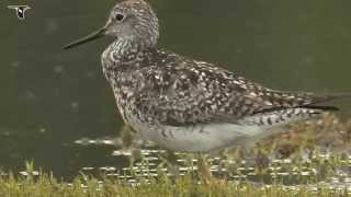 Lesser Yellowlegs catching insects [upl. by Wolfgang]