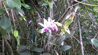 Orquídea Cattleya intermedia  habitat natural  Atlantic Forest Orchid in the Wild [upl. by Arihsak738]