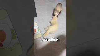 Ferret finds husband for himself after refusing blind date shortvideo funnycute pets ferret [upl. by Coney]