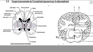 Cours  Terminale L2  SVT  Organisation de lencéphale  Organisation externe de lencéphale [upl. by Jessen]