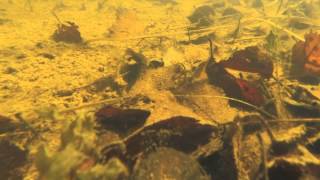 Palmate Newt Underwater [upl. by Omissam]